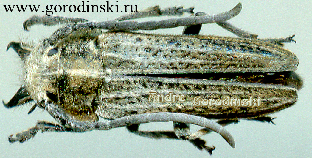 http://www.gorodinski.ru/cerambyx/Phytoecia (Conizonia) bodoani.jpg